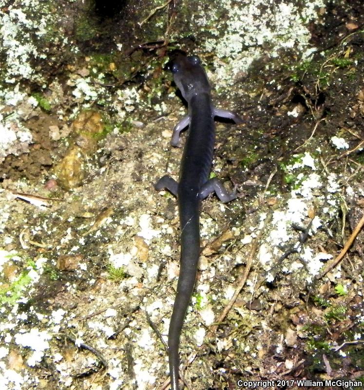 Northern Gray-cheeked Salamander (Plethodon montanus)