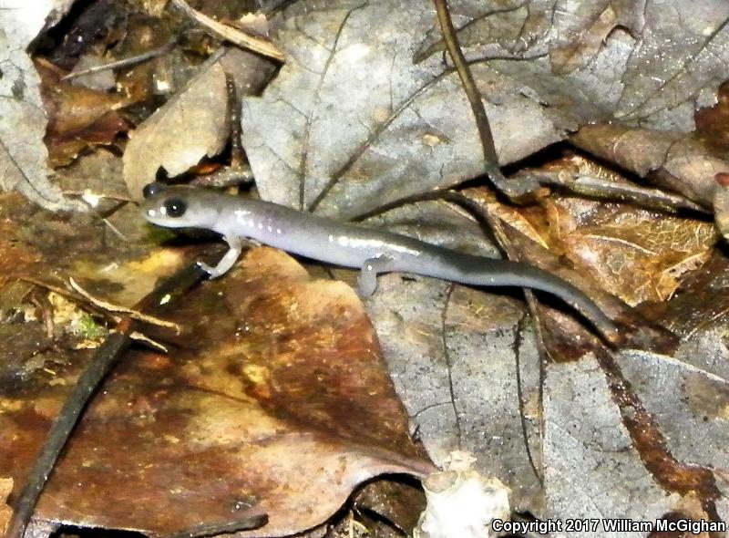 Northern Gray-cheeked Salamander (Plethodon montanus)