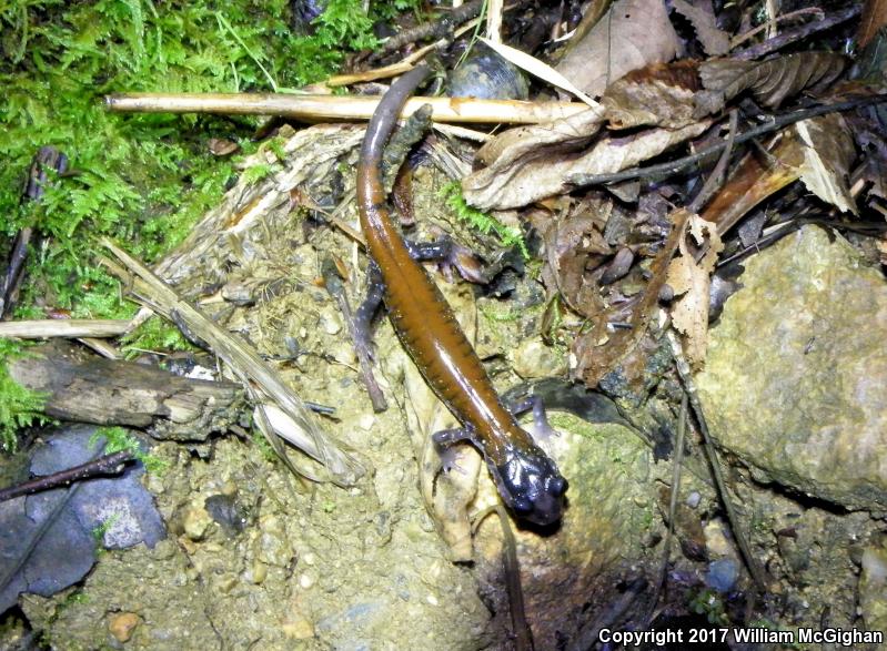 Yonahlossee Salamander (Plethodon yonahlossee)