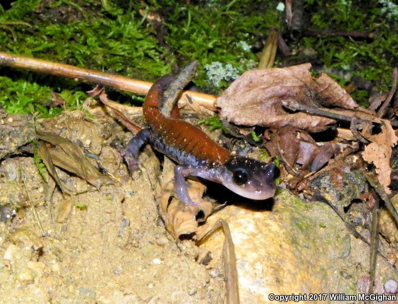 Yonahlossee Salamander (Plethodon yonahlossee)