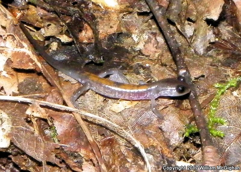 Yonahlossee Salamander (Plethodon yonahlossee)