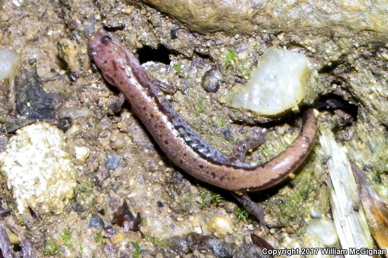 Blue Ridge Dusky Salamander (Desmognathus orestes)