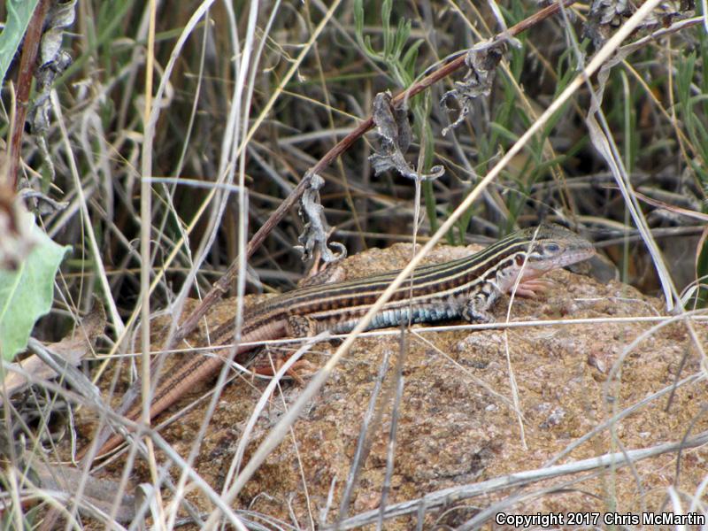 Texas Spotted Whiptail (Aspidoscelis gularis gularis)