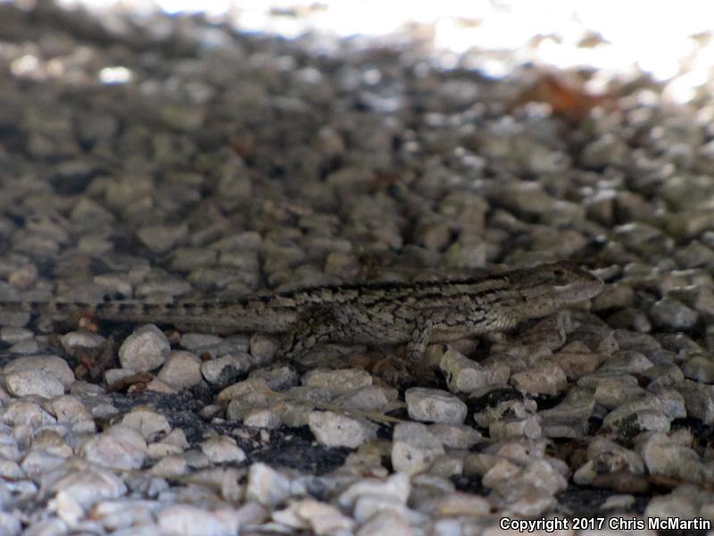 Texas Spiny Lizard (Sceloporus olivaceus)