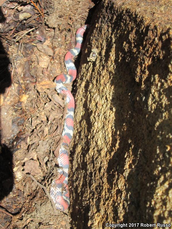 Northern  Scarletsnake (Cemophora coccinea copei)