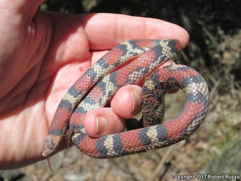 Northern  Scarletsnake (Cemophora coccinea copei)