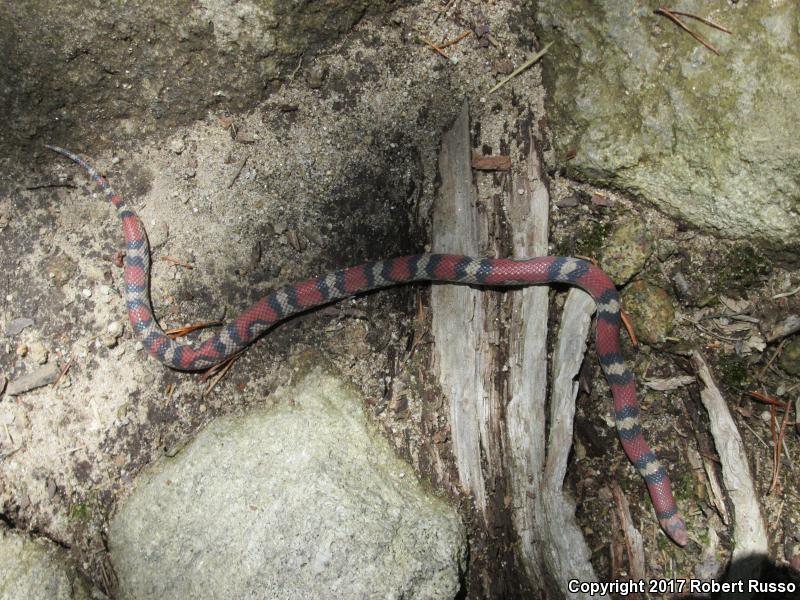 Northern  Scarletsnake (Cemophora coccinea copei)