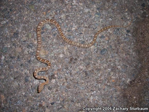 Western Lyresnake (Trimorphodon biscutatus)