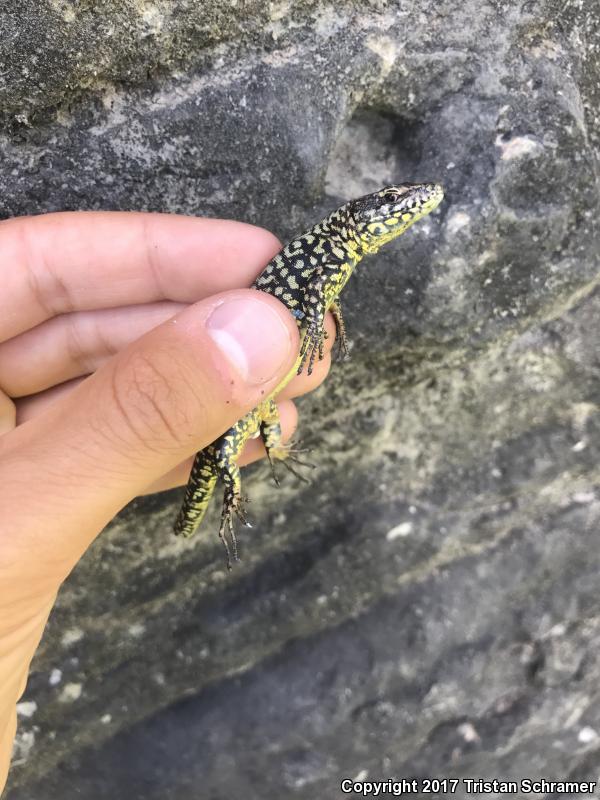 Common Wall Lizard (Podarcis muralis)