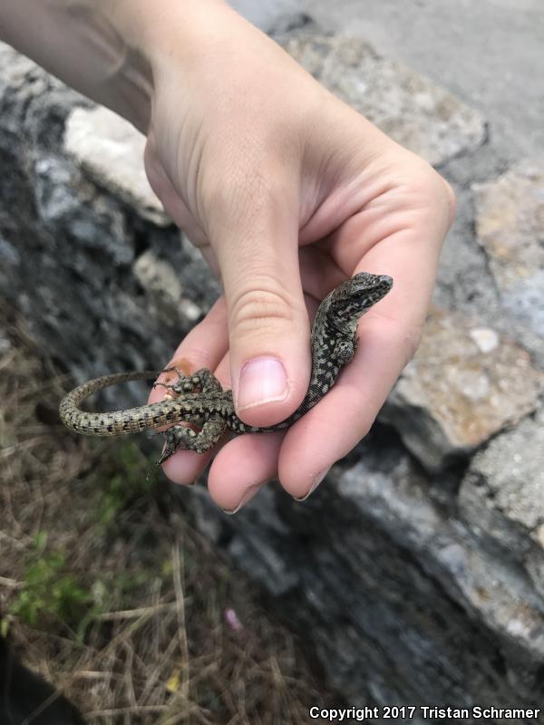 Common Wall Lizard (Podarcis muralis)