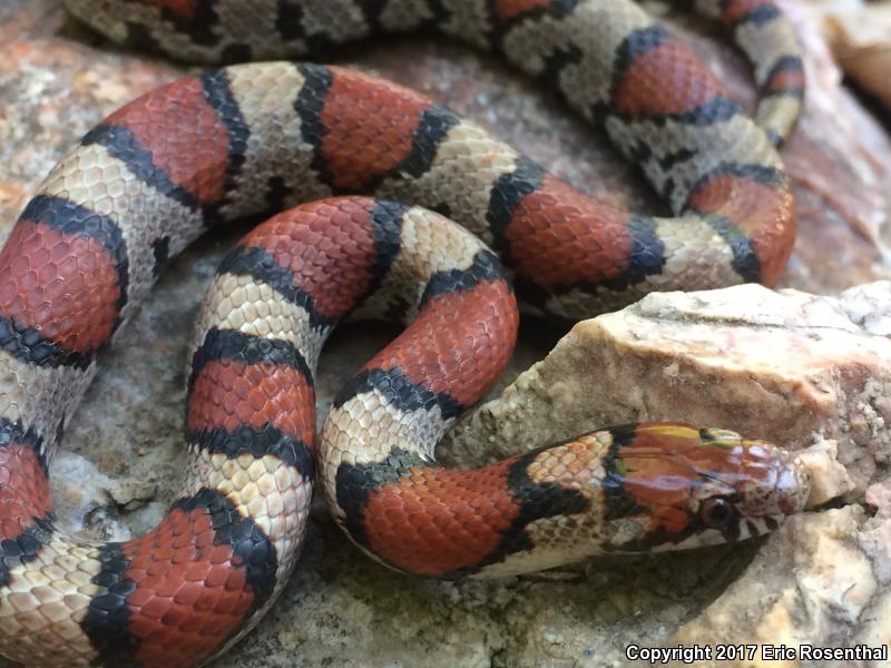 Red Milksnake (Lampropeltis triangulum syspila)