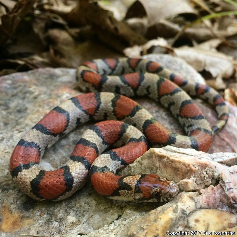 Red Milksnake (Lampropeltis triangulum syspila)