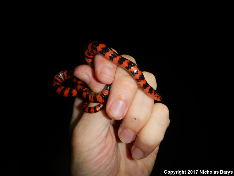 Eastern Mudsnake (Farancia abacura abacura)