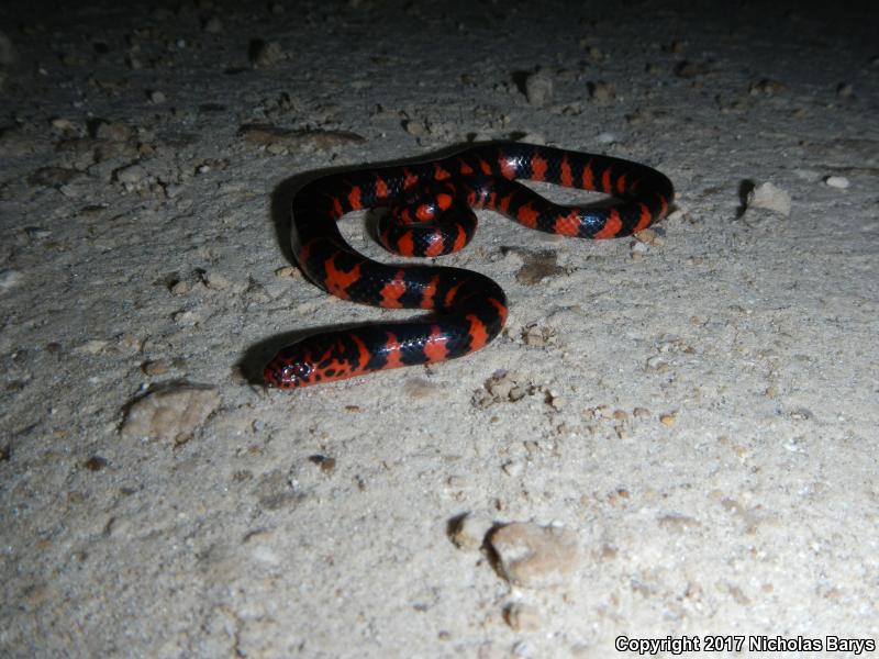 Eastern Mudsnake (Farancia abacura abacura)