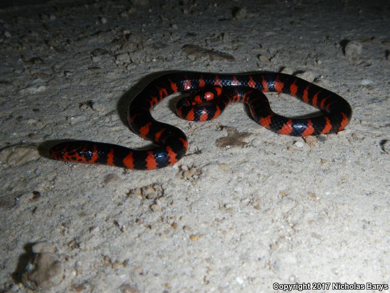 Eastern Mudsnake (Farancia abacura abacura)