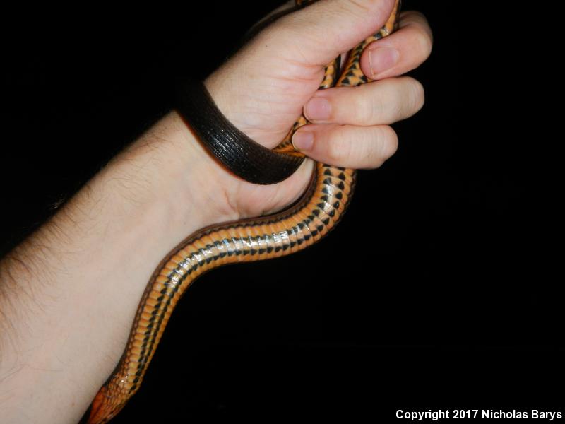 Glossy Crayfish Snake (Regina rigida rigida)