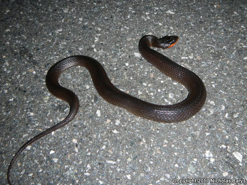 Glossy Crayfish Snake (Regina rigida rigida)