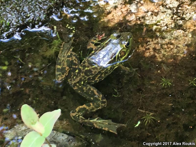 Mink Frog (Lithobates septentrionalis)