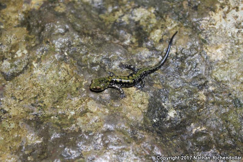 Pigeon Mountain Salamander (Plethodon petraeus)