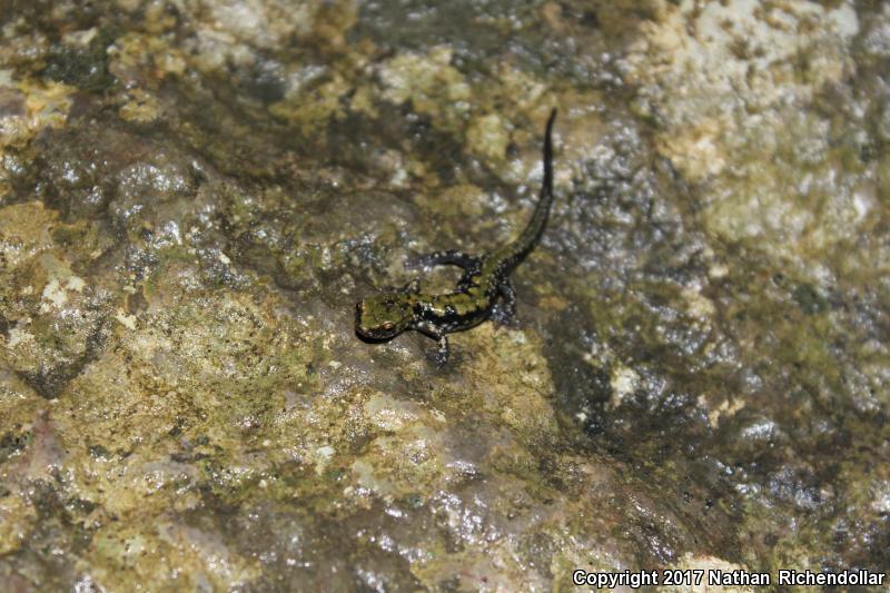 Pigeon Mountain Salamander (Plethodon petraeus)