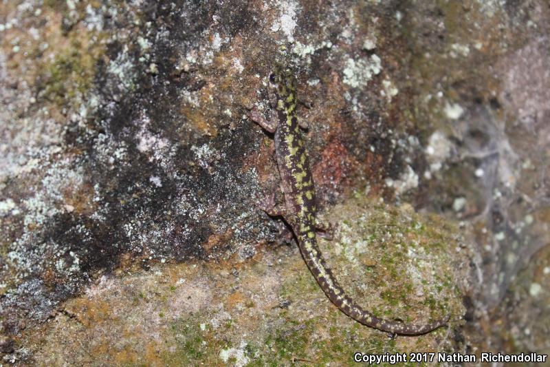 Green Salamander (Aneides aeneus)