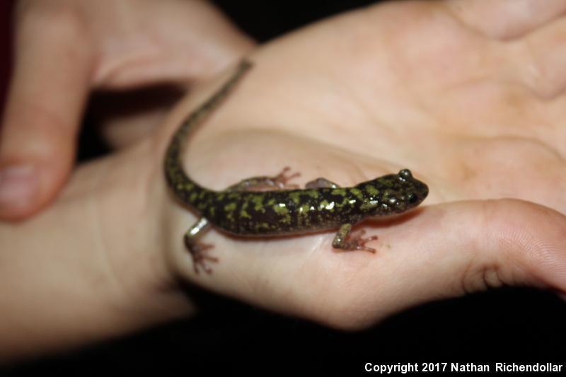 Green Salamander (Aneides aeneus)