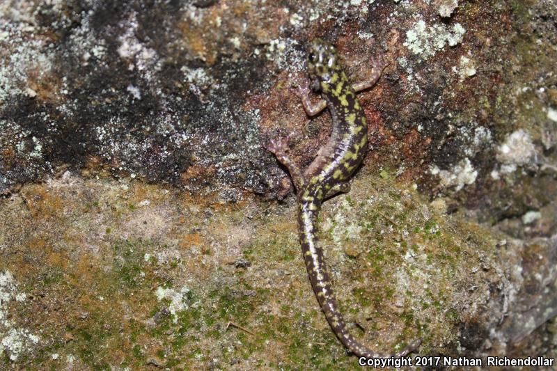 Green Salamander (Aneides aeneus)