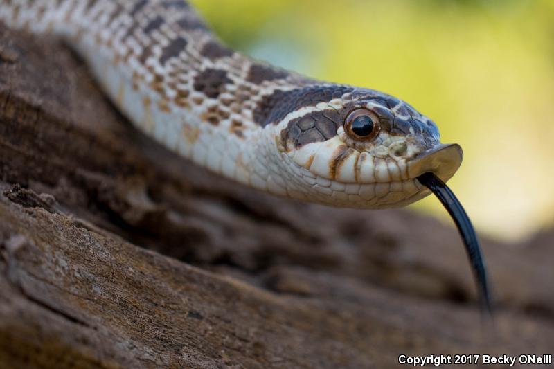 Plains Hog-nosed Snake (Heterodon nasicus)
