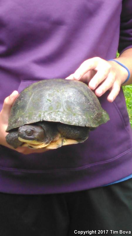 Blanding's Turtle (Emydoidea blandingii)