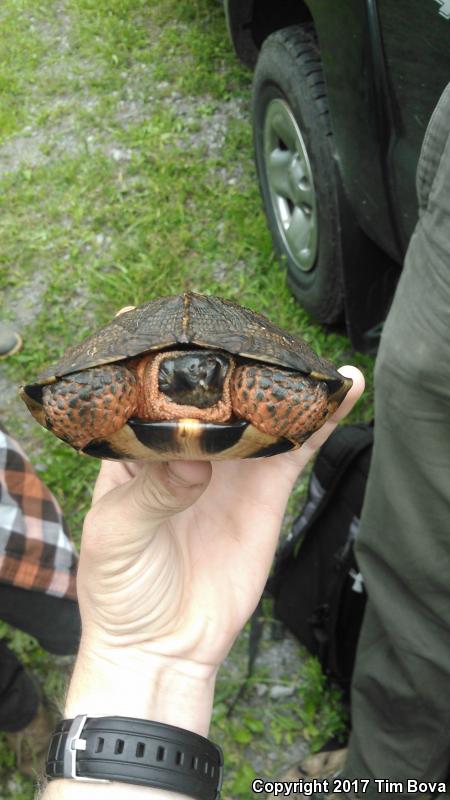 Wood Turtle (Glyptemys insculpta)