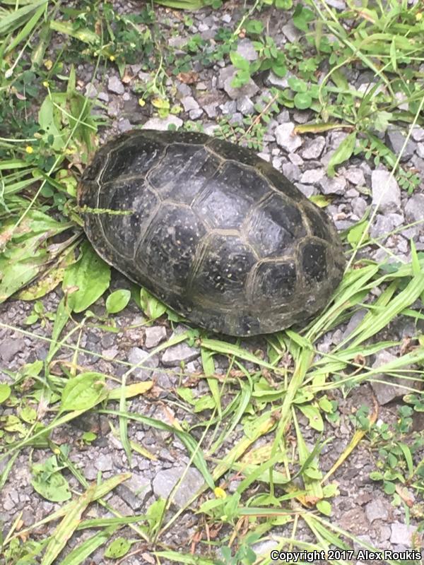 Blanding's Turtle (Emydoidea blandingii)