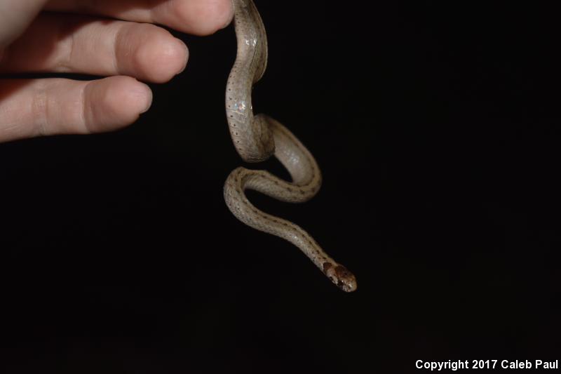 Texas Brownsnake (Storeria dekayi texana)