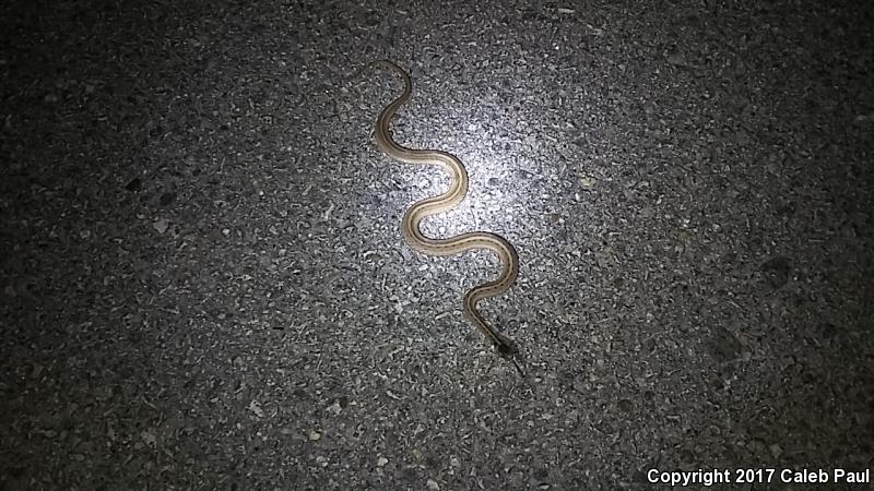 Texas Brownsnake (Storeria dekayi texana)