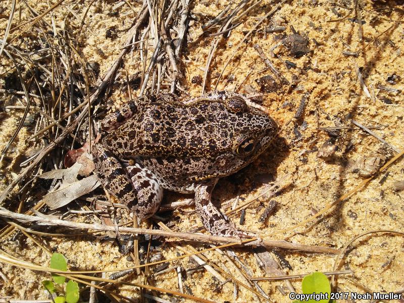 Gopher Frog (Lithobates capito)