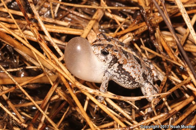 Oak Toad (Anaxyrus quercicus)