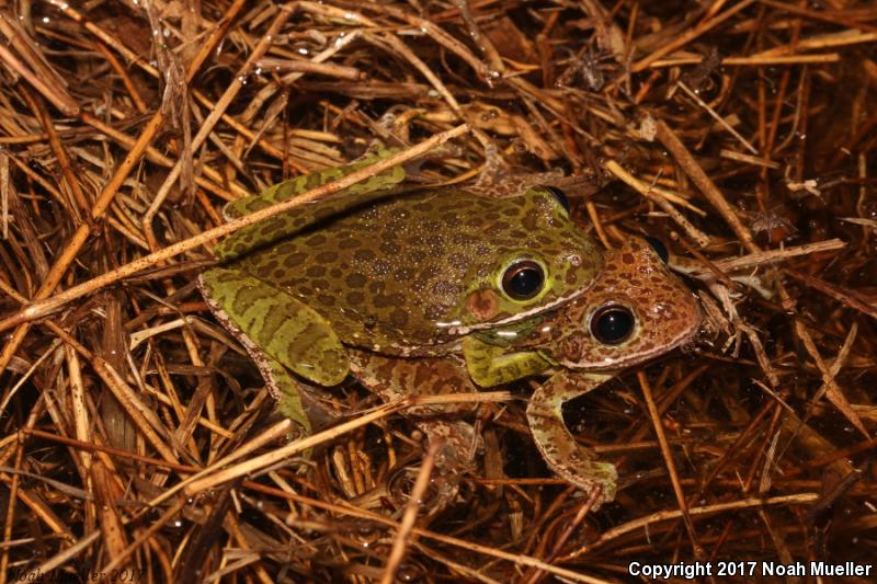 Barking Treefrog (Hyla gratiosa)