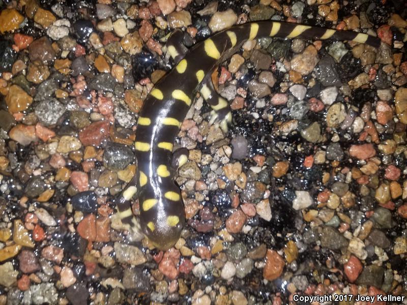 Barred Tiger Salamander (Ambystoma mavortium mavortium)