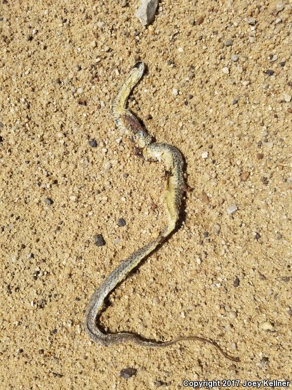 Eastern Yellow-bellied Racer (Coluber constrictor flaviventris)