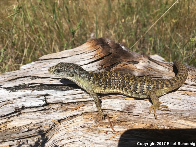 Shasta Alligator Lizard (Elgaria coerulea shastensis)