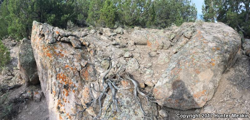 Utah Mountain Kingsnake (Lampropeltis pyromelana infralabialis)