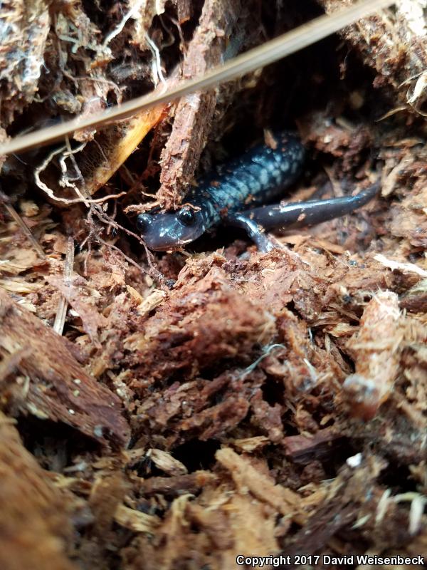 Atlantic Coast Slimy Salamander (Plethodon chlorobryonis)