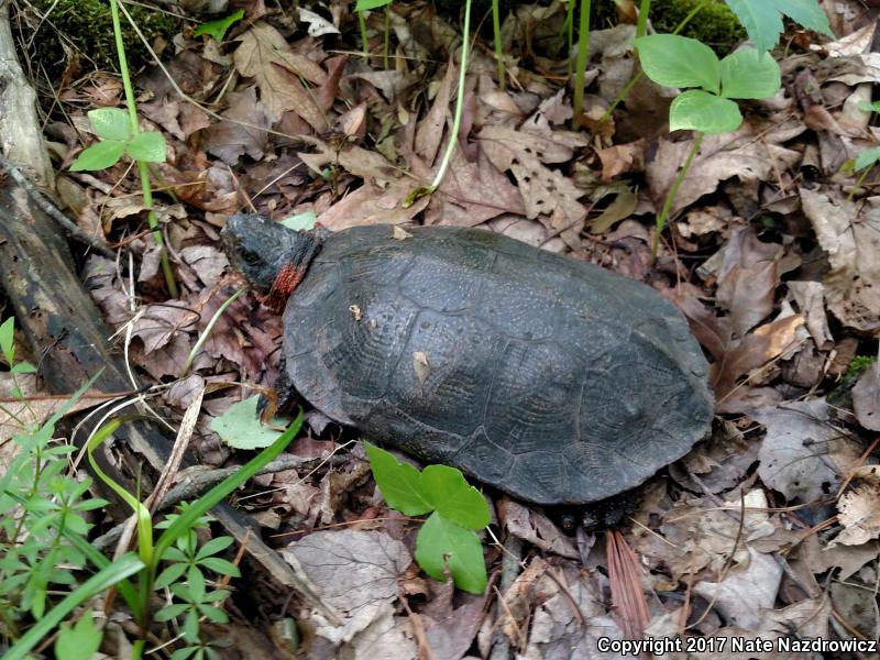 Wood Turtle (Glyptemys insculpta)