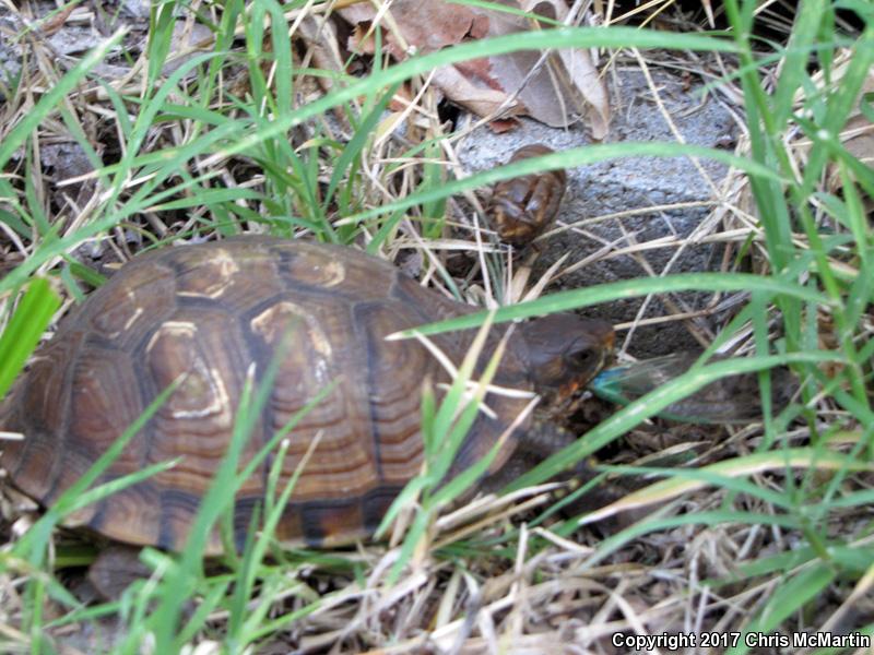 Three-toed Box Turtle (Terrapene carolina triunguis)