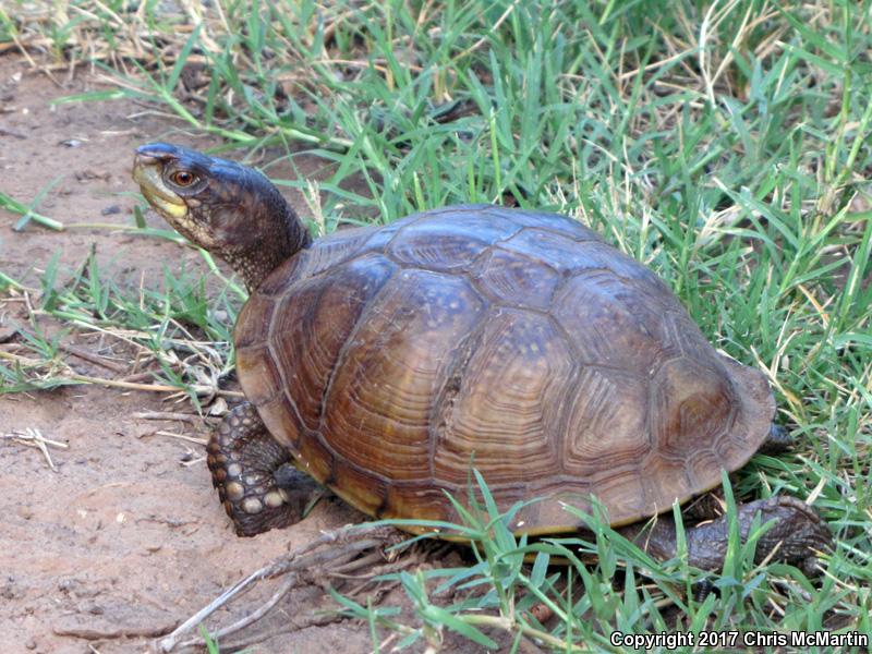 Three-toed Box Turtle (Terrapene carolina triunguis)