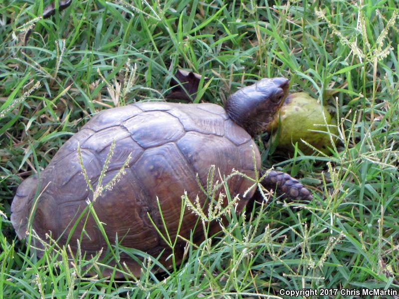 Three-toed Box Turtle (Terrapene carolina triunguis)