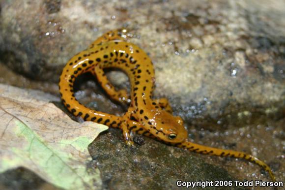 Long-tailed Salamander (Eurycea longicauda longicauda)