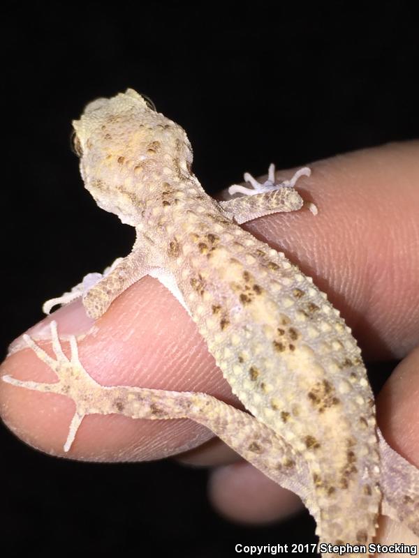 Rough-tailed Gecko (Cyrtopodion scabrum)