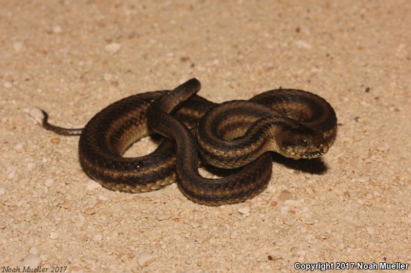 Gulf Saltmarsh Snake (Nerodia clarkii clarkii)