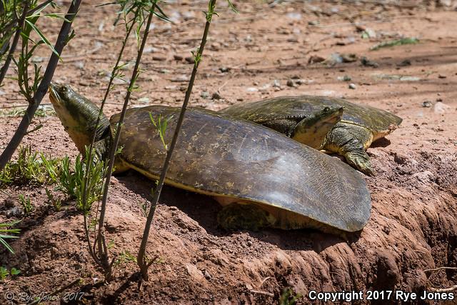 Texas Spiny Softshell (Apalone spinifera emoryi)