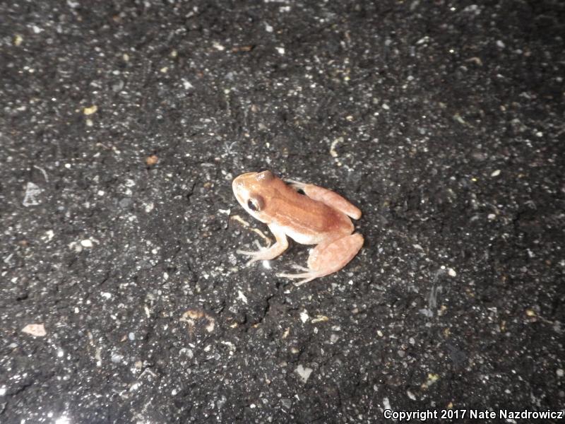New Jersey Chorus Frog (Pseudacris kalmi)